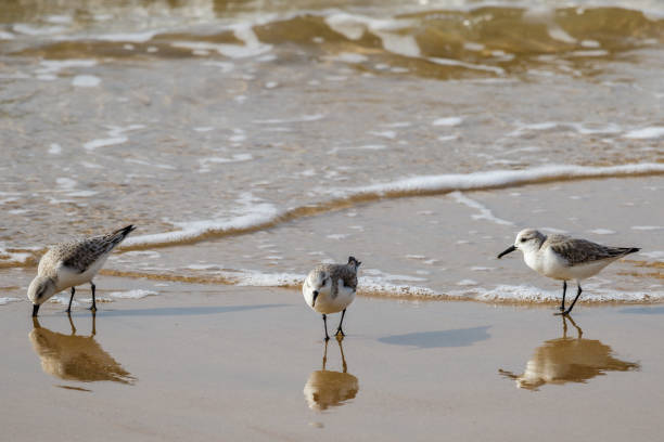 istock Sandpipers (Sanderlings) feeding on the California beach. 652176374