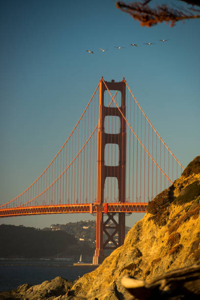 Golden Gate Bridge at Sunset with Flock of Birds stock photo