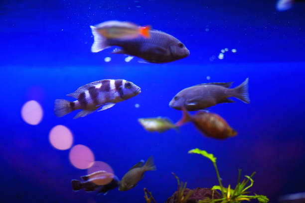 istock Aquarium fishes 652183256