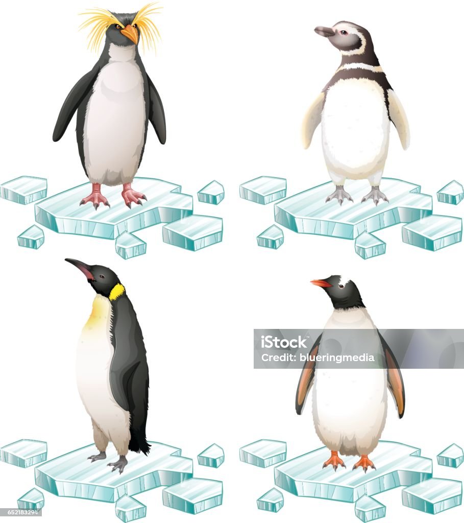 Các Loại Chim Cánh Cụt Khác Nhau Trên Băng Hình minh họa Sẵn có ...