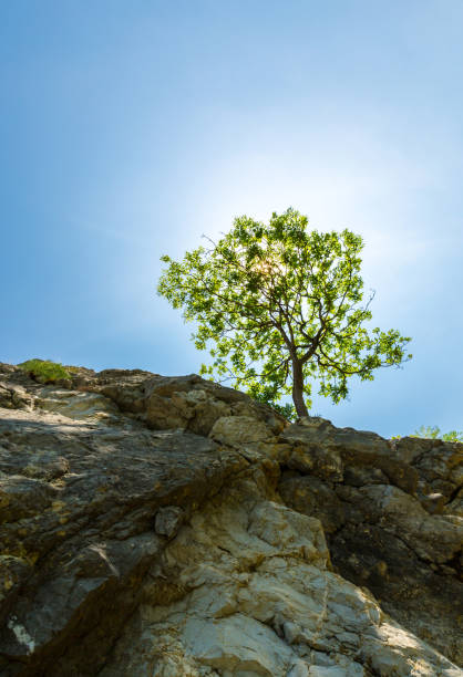 istock Lonely tree hanging from a rock, in the mountains, in spring 652184064