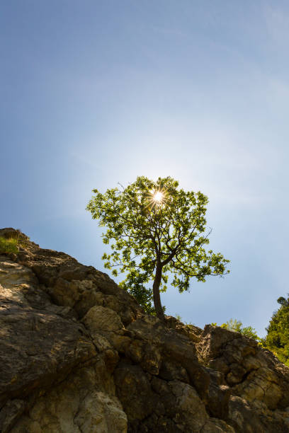 istock Lonely tree hanging from a rock, in the mountains, in spring 652184106