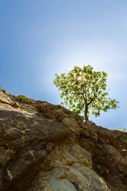 istock Lonely tree hanging from a rock, in the mountains, in spring 652184110