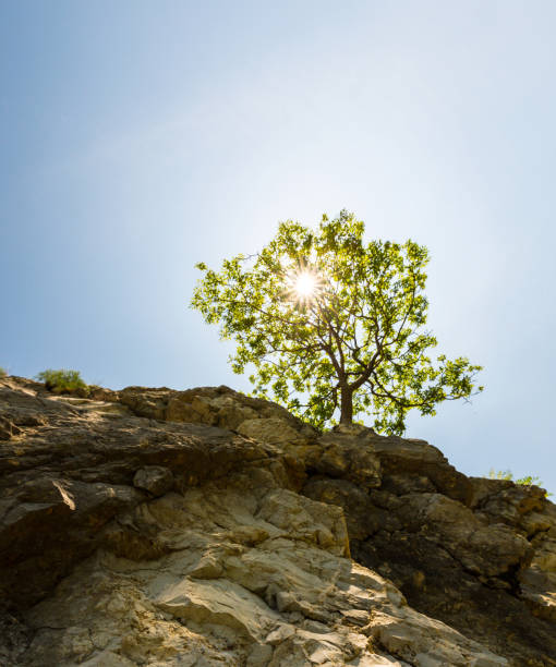 istock Lonely tree hanging from a rock, in the mountains, in spring 652184112