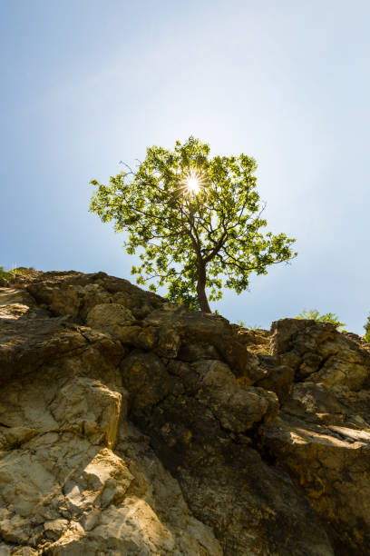 istock Lonely tree hanging from a rock, in the mountains, in spring 652184126