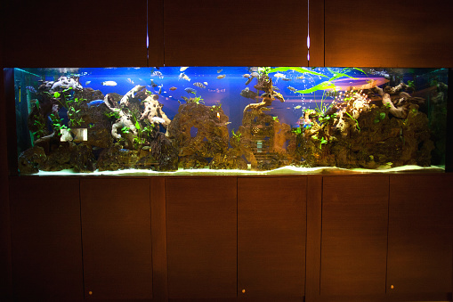 Large home aquarium with plants, fishes and ornaments