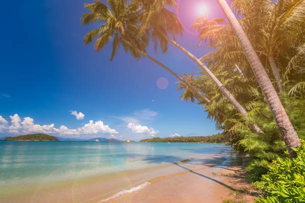 istock Tropical beach with palms, Kood island 652184462
