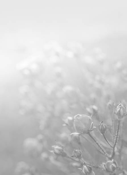 istock White background texture of flowers 652187346
