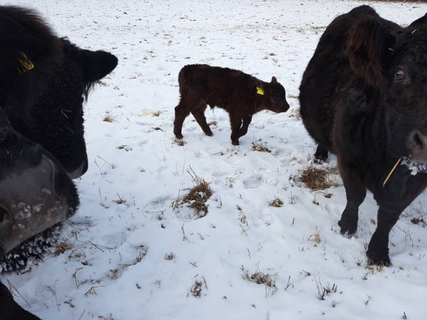 istock Galloway Beef Belted, winter, snow 652192198