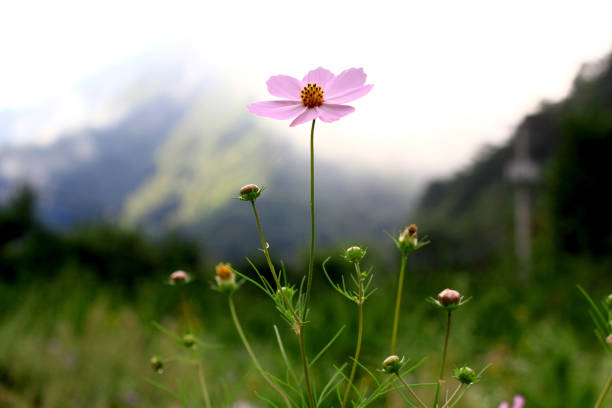 Fresh Pink Cosmos Flowers Blooming In Garden