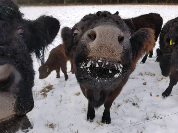 istock Galloway Beef Belted, winter, snow, defense 652192694