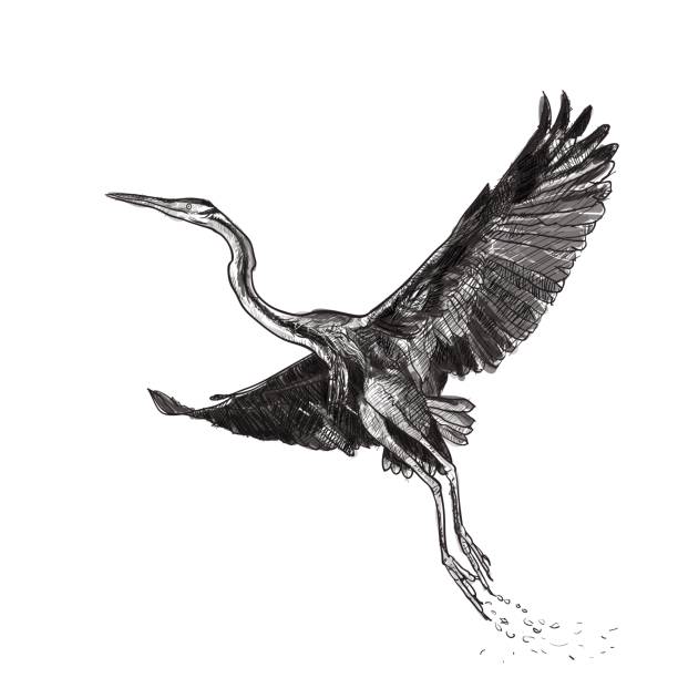 istock Drawing of flying Purple heron bird on white background 652195044