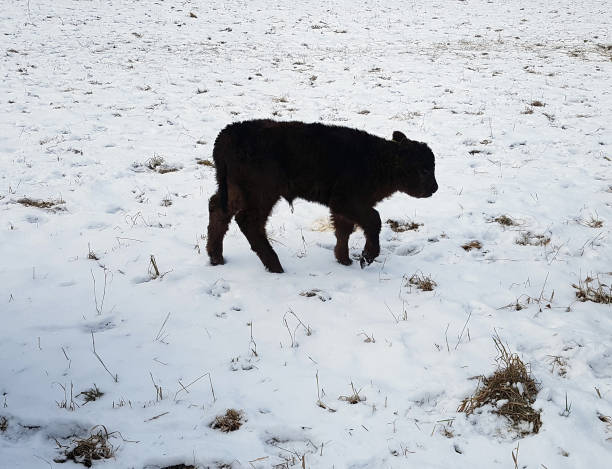 istock Galloway Beef Belted, winter, snow 652195262