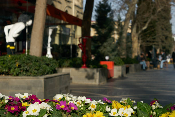 istock Flowers violets on the flowerbed in city blur. Springtime. 652199954