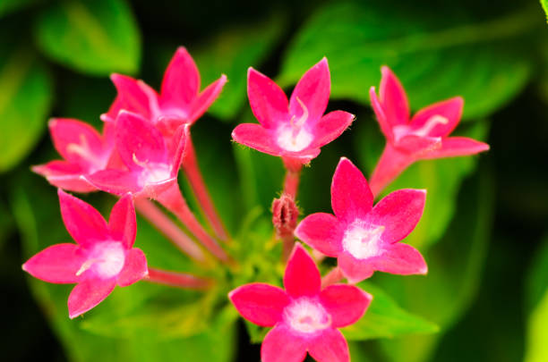 istock Egyptian Star Cluster or Pentas Lanceolata flowers 652202848