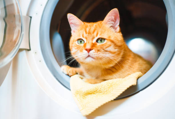 Cute red cat in the washing machine.