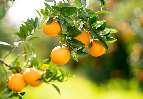 Oranges hanging on a branch