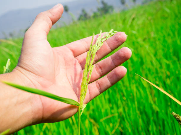 istock The hand touch paddy rice in field 652207060