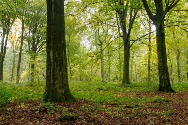 istock green woodland 652207250