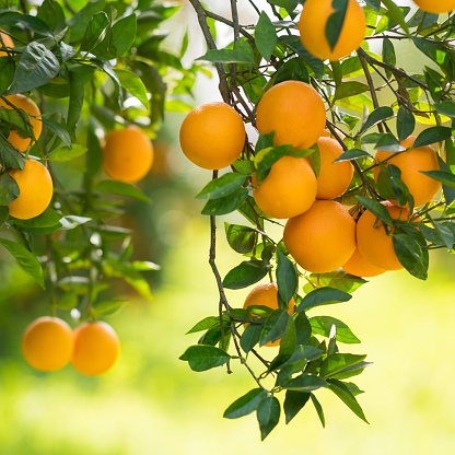 Oranges hanging on a branch