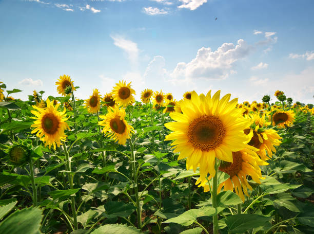 istock Meadow of sunflowers 652207414