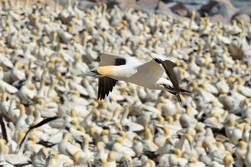 Cape gannets at Lamberts Bay colony