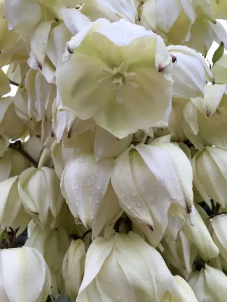 White blooming yucca palm with drops of water