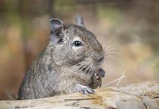 Small degu put the paw on a snag and eating something in the woods