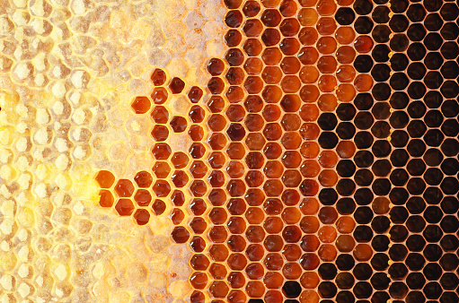 A Greek beekeeper is working with his hives to collect the honey. He is brushing bees off of the honeycomb. Image taken on Lemnos island. The bushes surrounding the boxes are Thyme.