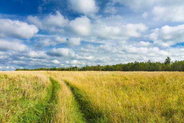istock Rural road through the yellow-green fields and blue sky with white clouds. Beautiful summer landscape. 652221510