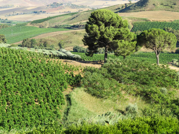 istock Tasca D'Almerita - Royal Estate 652225724