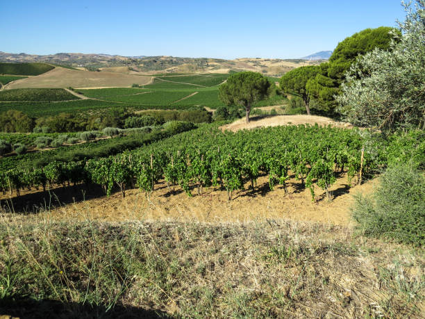 istock Tasca D'Almerita - Royal Estate 652225880