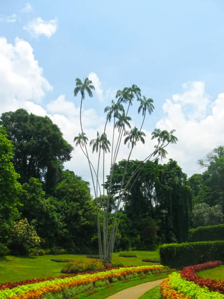 istock Royal Botanical garden Peradeniya. Sri Lanka 652232238