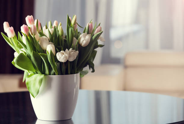 tulip flowers stock photo