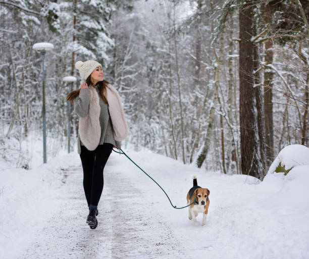 istock Happy woman walking/ running with beagle dog winter walk path 652232708