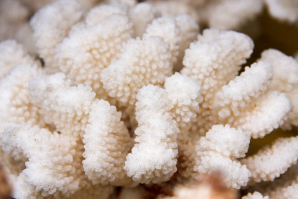 istock White coral close-up macro as background 652233050