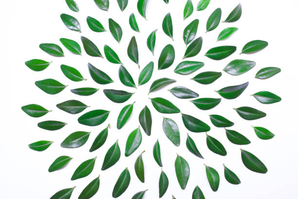 istock frame from green leaves on a white background 652236104