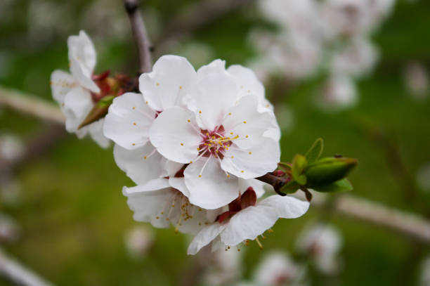 istock Apricot tree branch with white flowers on blurred green background. 652236664