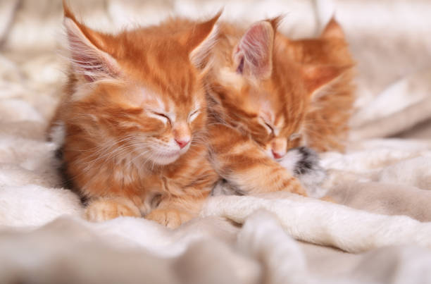 istock Two beautiful red solid maine coon kittens lying on the blanket and sleeping. Soft portrait. Closeup 652237132