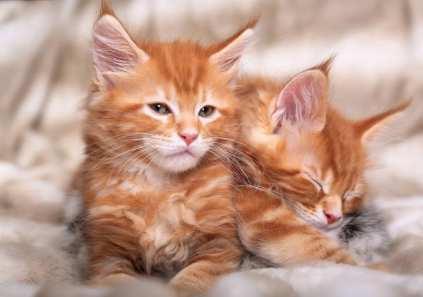Domestic cats are sitting on floor in living room at home.