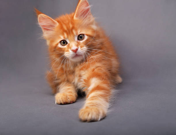 istock Playful red solid maine coon kitten playing the paw with fun look with beautiful brushes on the ears on grey background. CLoseup 652237170
