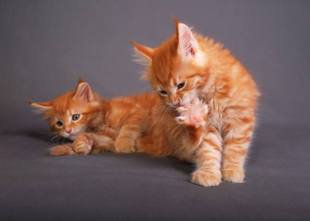 Gatto maine coon