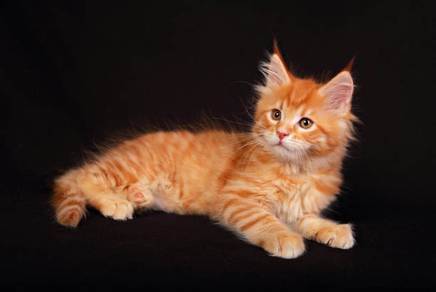 istock Adorable cute red solid maine coon kitten lying with beautiful brushes on the ears on black background and looking 652237296