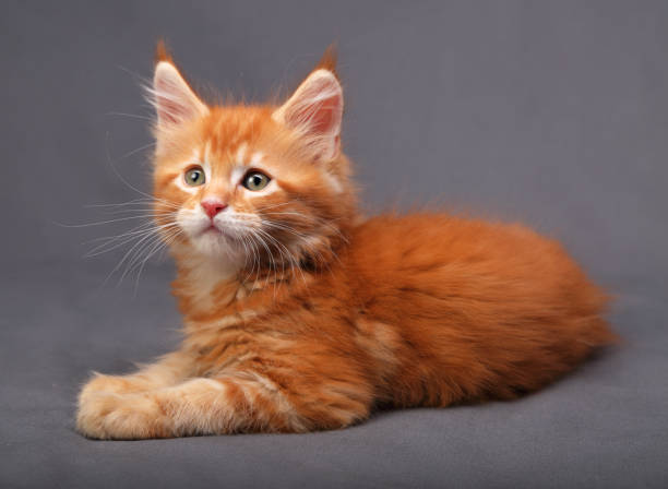 istock Red solid maine coon kitten lying with relaxing look with beautiful brushes on the ears on grey background 652237306