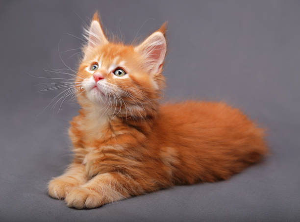 istock Red solid maine coon kitten lying with relaxing look with beautiful brushes on the ears looking up on grey background 652237322