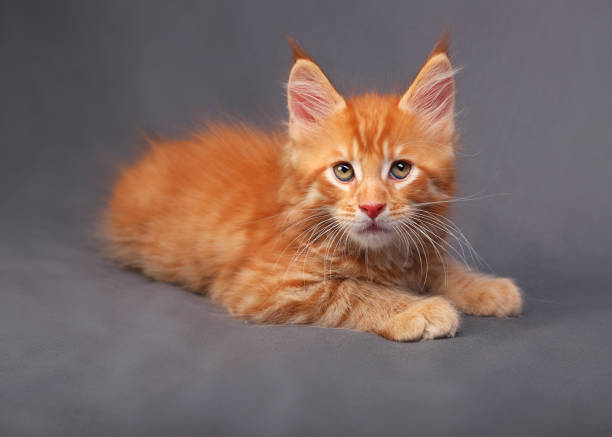 istock Adorable red solid maine coon kitten lying with relaxing look with beautiful brushes on the ears on grey background 652237330