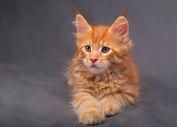 istock Adorable red solid maine coon kitten lying with relaxing look with beautiful brushes on the ears on grey background 652237334