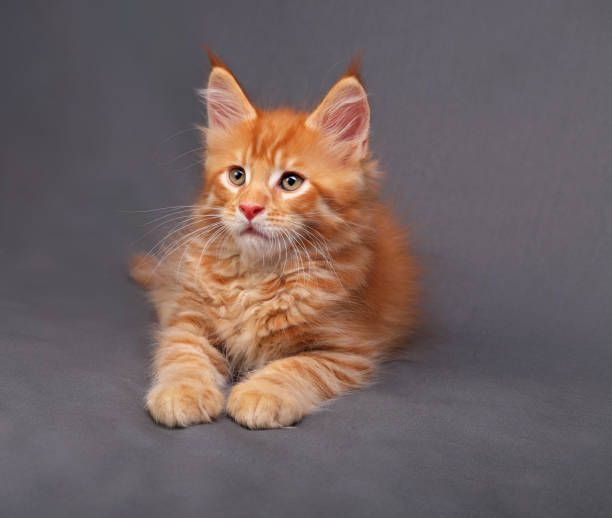 istock Red solid maine coon kitten lying with relaxing look with beautiful brushes on the ears on grey background 652237340