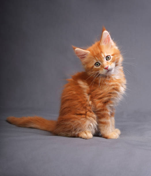 istock Funny adorable red solid maine coon kitten sitting with beautiful brushes on the ears on grey background and looking curious the blue eyes. 652237358