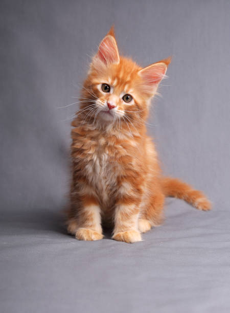 Funny adorable red solid maine coon kitten sitting with beautiful brushes on the ears on grey background and looking curious the blue eyes.